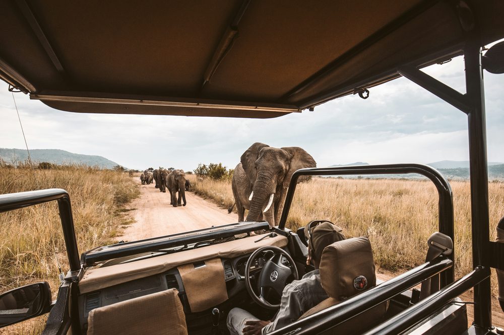 Safari vehicle passing a herd of elephants
