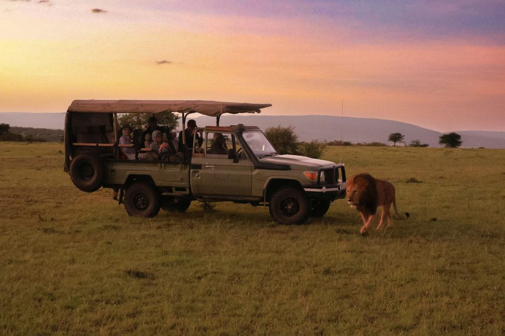 Safari vehicle with a lion at sunset
