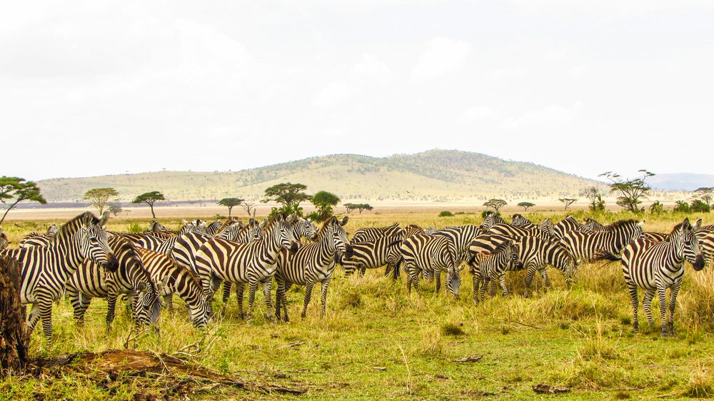 Zebra herd grazing on the savannah